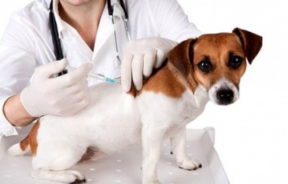 ฉีดวัคซีนสัตว์ สระบุรี - ฉีดวัคซีนประจำปี วัคซีนป้องกันพิษสุนัขบ้า วัคซีนรวม สระบุรี